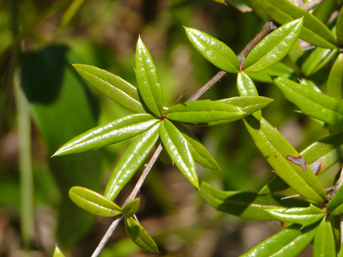 藥用植物小檗