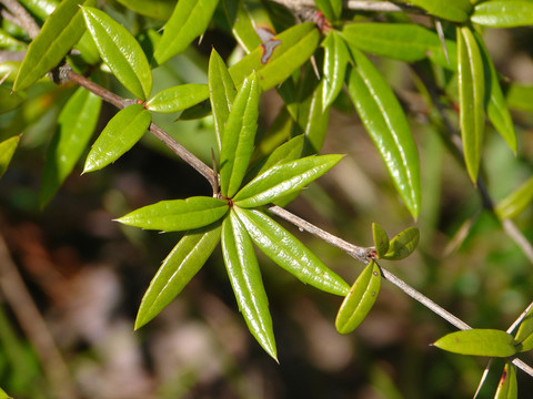 藥用植物小檗