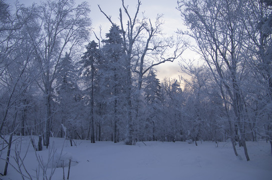 雪鄉(xiāng)風(fēng)景集合樹枝