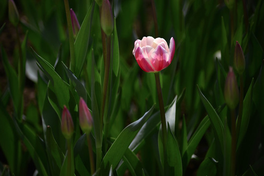 花開
