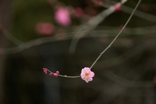 臘梅