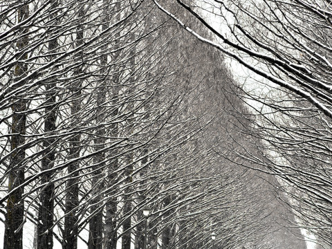 枯樹林