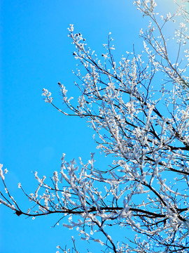 樹枝積雪 冬雪