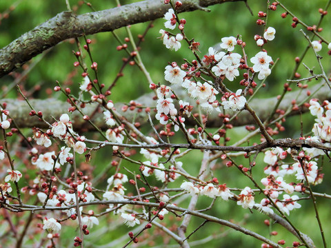 櫻花