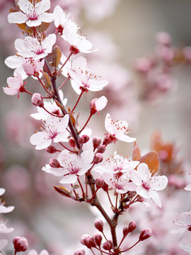 櫻花