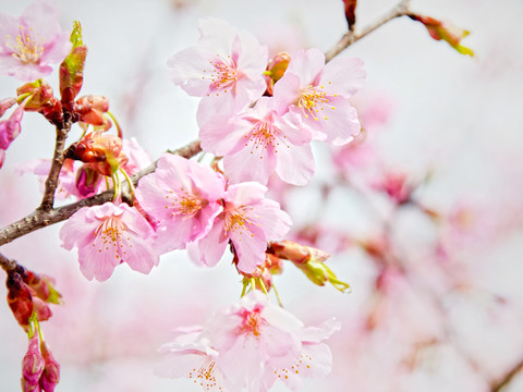 櫻花