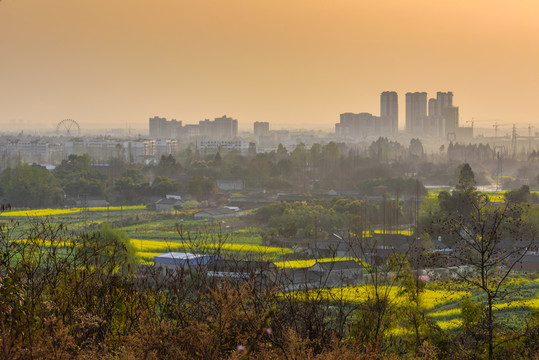 油菜花 城市全景 落日