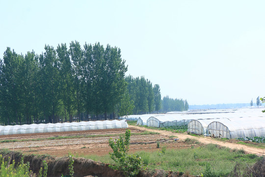 農(nóng)村