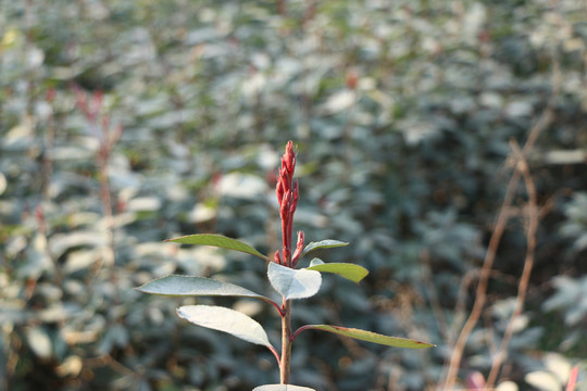 灌木