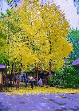 日壇銀杏 水粉畫效果