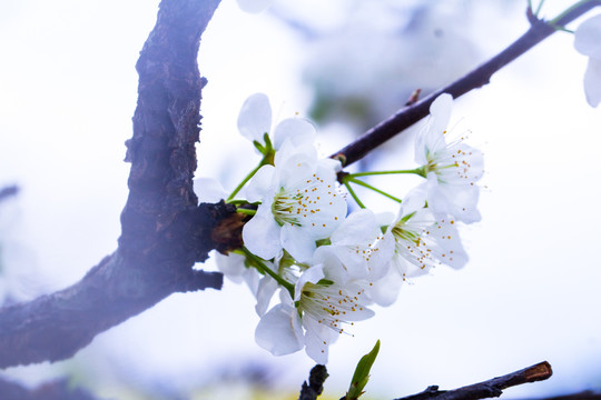 李子花
