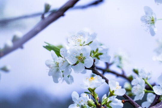 李子花