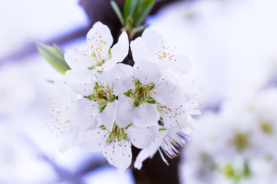 李子花