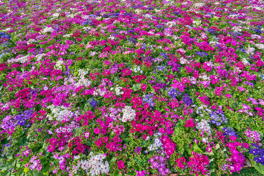 高清花卉背景