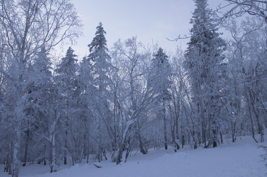 雪鄉(xiāng)風(fēng)景集合白樺林