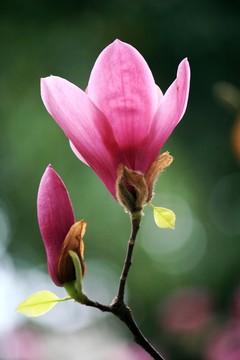 玉蘭花
