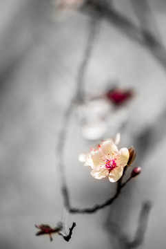 梨花水墨畫
