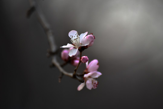 山桃花