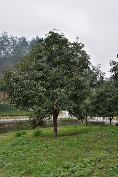 樹(shù) 樹(shù)林 公園 景區(qū)