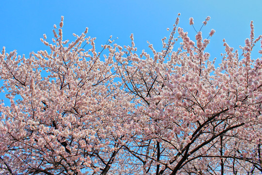 櫻花樹(shù)