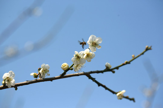 蜜蜂梅花