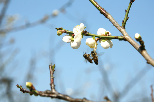 蜜蜂梅花