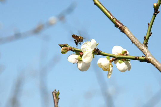 蜜蜂梅花