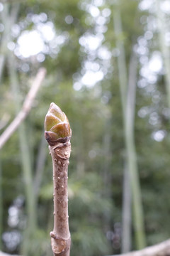 七葉樹發(fā)芽