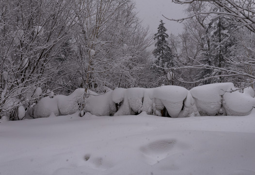林海雪原  雪鄉(xiāng)