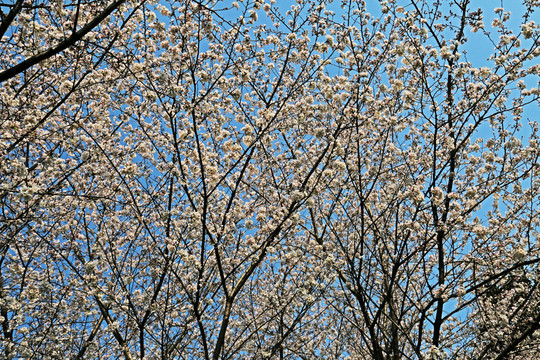 櫻花