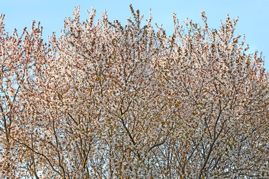 櫻花