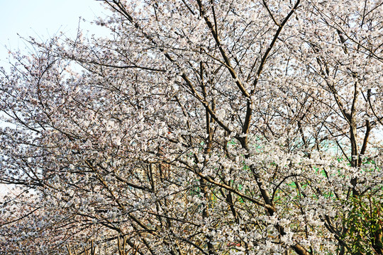 櫻花
