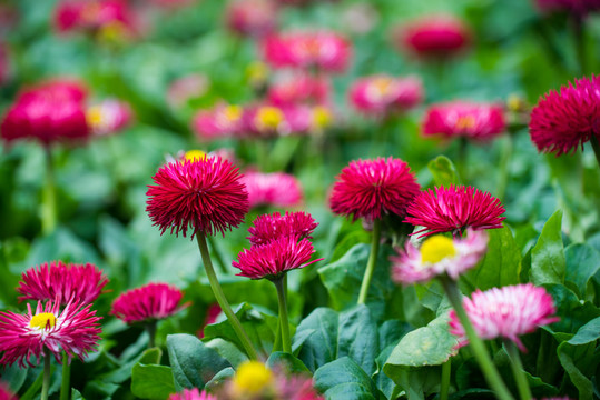 雛菊