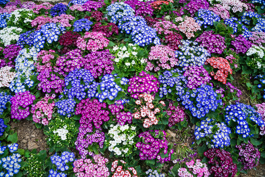 瓜葉菊花?；▓@花墻素材