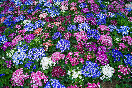 瓜葉菊花?；▓@花墻素材