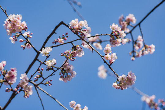 櫻花