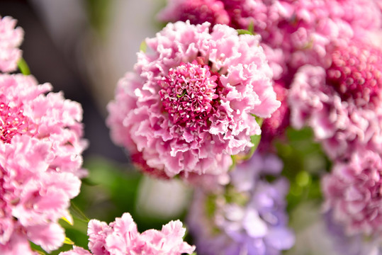 花開(kāi)