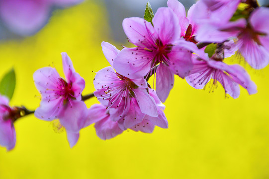 桃花