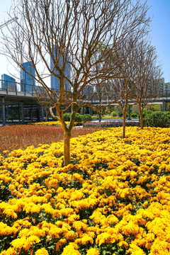 香蜜公園