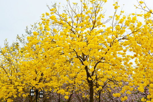 黃花風(fēng)鈴木