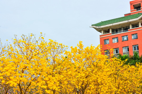 黃花風(fēng)鈴木