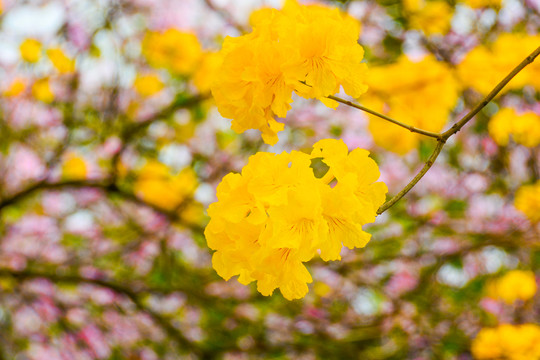 黃花風(fēng)鈴木