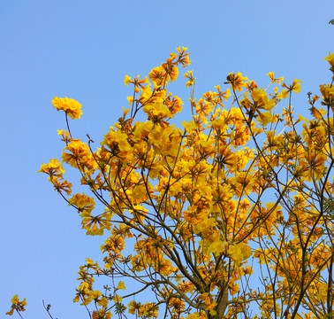 風(fēng)景樹 風(fēng)鈴花 風(fēng)鈴木