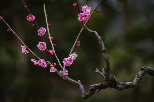 梅花
