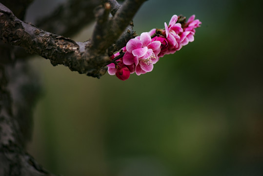 梅花