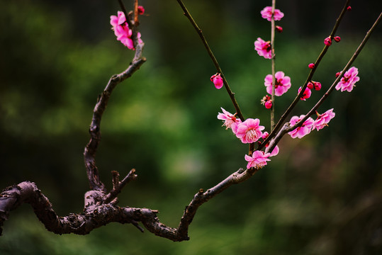 梅花