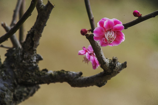 梅花