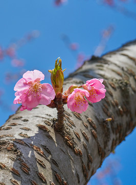 櫻花 高清大圖