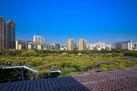 香蜜公園