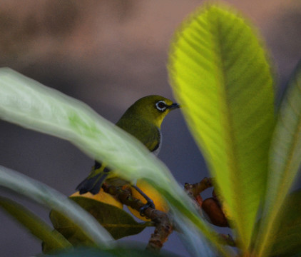 暗綠繡眼鳥